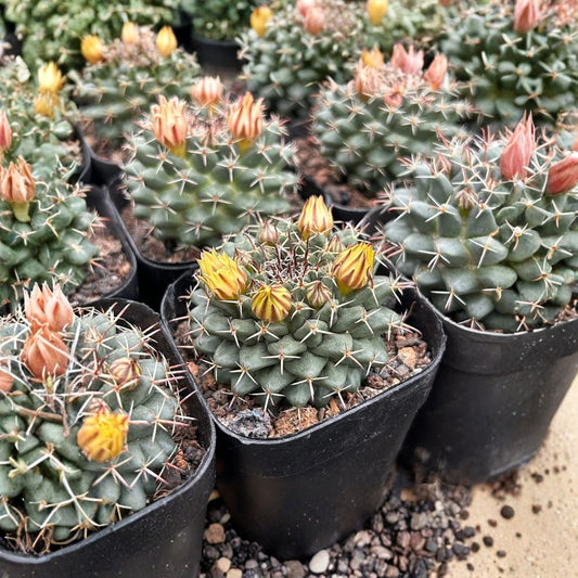 Mammillaria Compressa Live Succulent Plants – 2 Inch Rare Cluster | Bare Root Cactus | No Pot or Soil | Easy-Care Cactus Collection