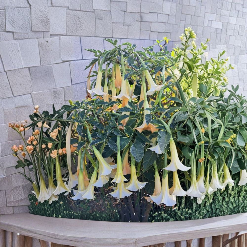 Brugmansia 'Mayan Magic' – Variegated Angel's Trumpet Live Rooted Plant | 3.5–4 Inch Pot | Fragrant Tropical Flowering Plant | Easy to Grow