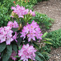 Rhododendron ‘Maxecat’ – Evergreen Rhododendron | Pink Midseason Blooms | 12–15 Inch Field Grown Plant | Cold Hardy Shrub