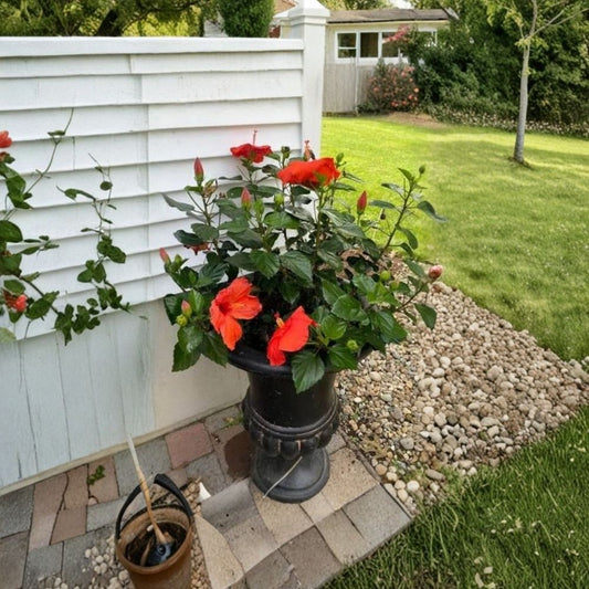Red Tropical Hibiscus – Live Flowering Shrub | Well-Rooted Plant | Vibrant Red Blooms | Patio Pot & Flower Bed Friendly | Tropical Garden Plant | Full Sun