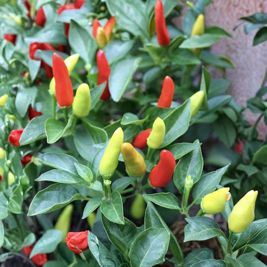 Super Chile Pepper – Capsicum annuum Live Pepper Plants | Set of 5 Rooted Plants | Hot Chili Peppers | High-Yield Garden Variety