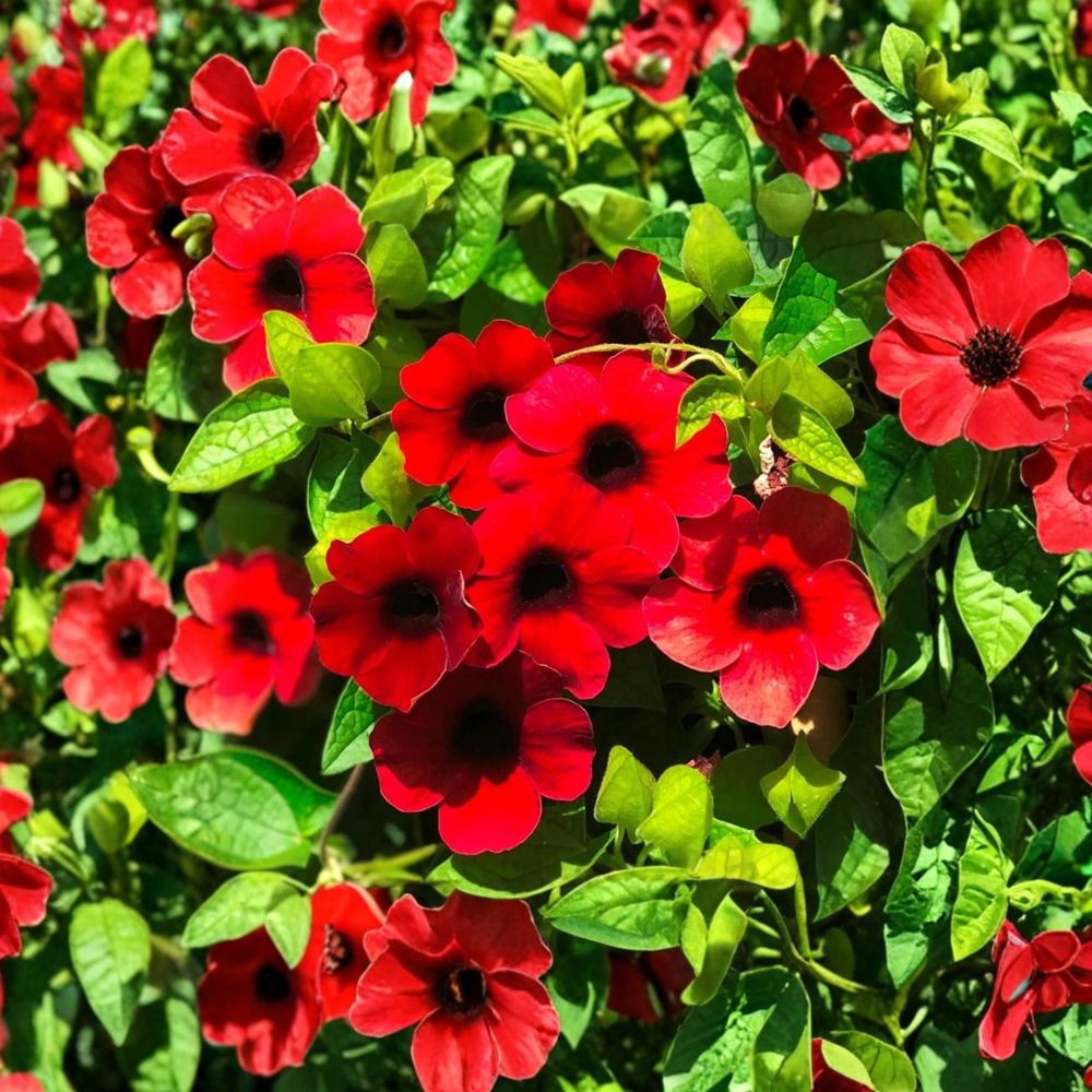Black Eyed Susan Vine 'Sunny Susy Cherry' – Thunbergia alata Live Starter Plant | 6–10 Inches Tall | Rooted in Nursery Pot | Heat-Tolerant Flowering Vine