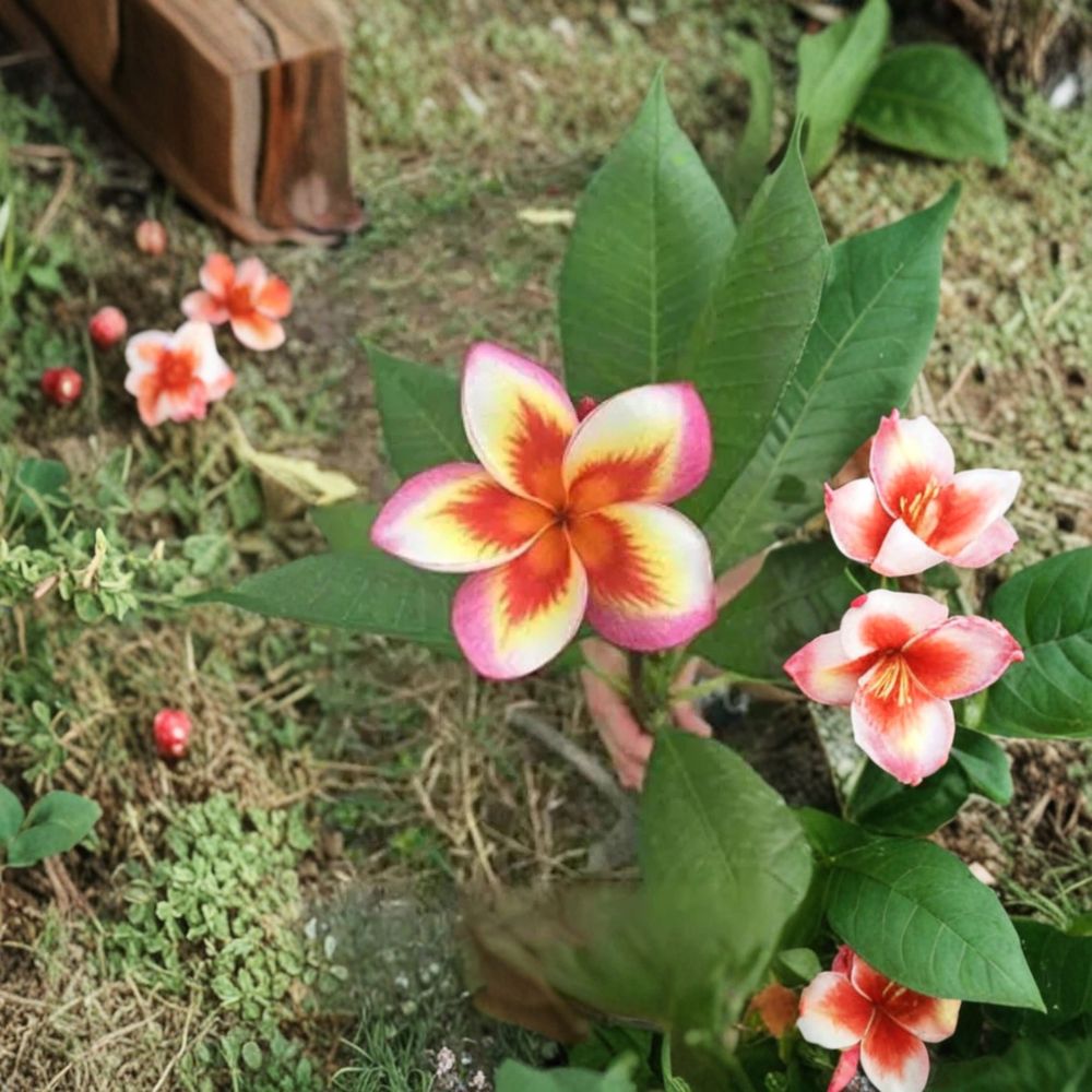 Lucky Moon Plumeria – Plumeria rubra Live Rooted Seedling | 4–6 Inches Tall | No Pot Included | Tropical Frangipani Plant | Easy to Grow
