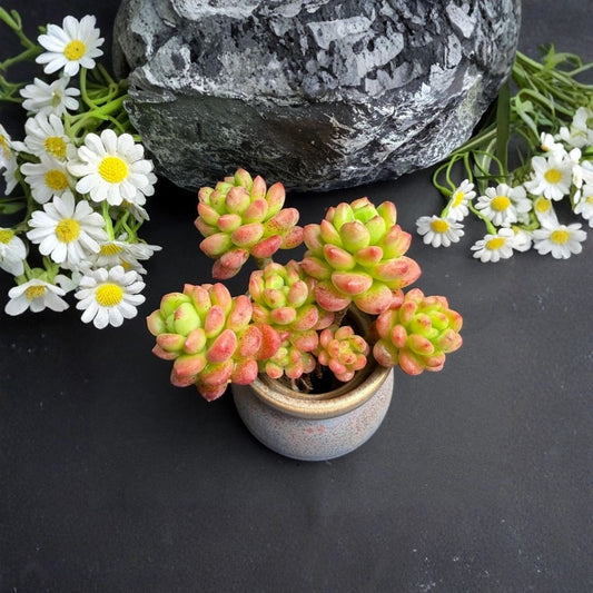Sedeveria ‘Shangri La’ Live Succulent Plant – Rare Succulent | 3–3.5 Inch Bare Root | Rooted Succulent | Indoor & Outdoor Plant | Low Maintenance