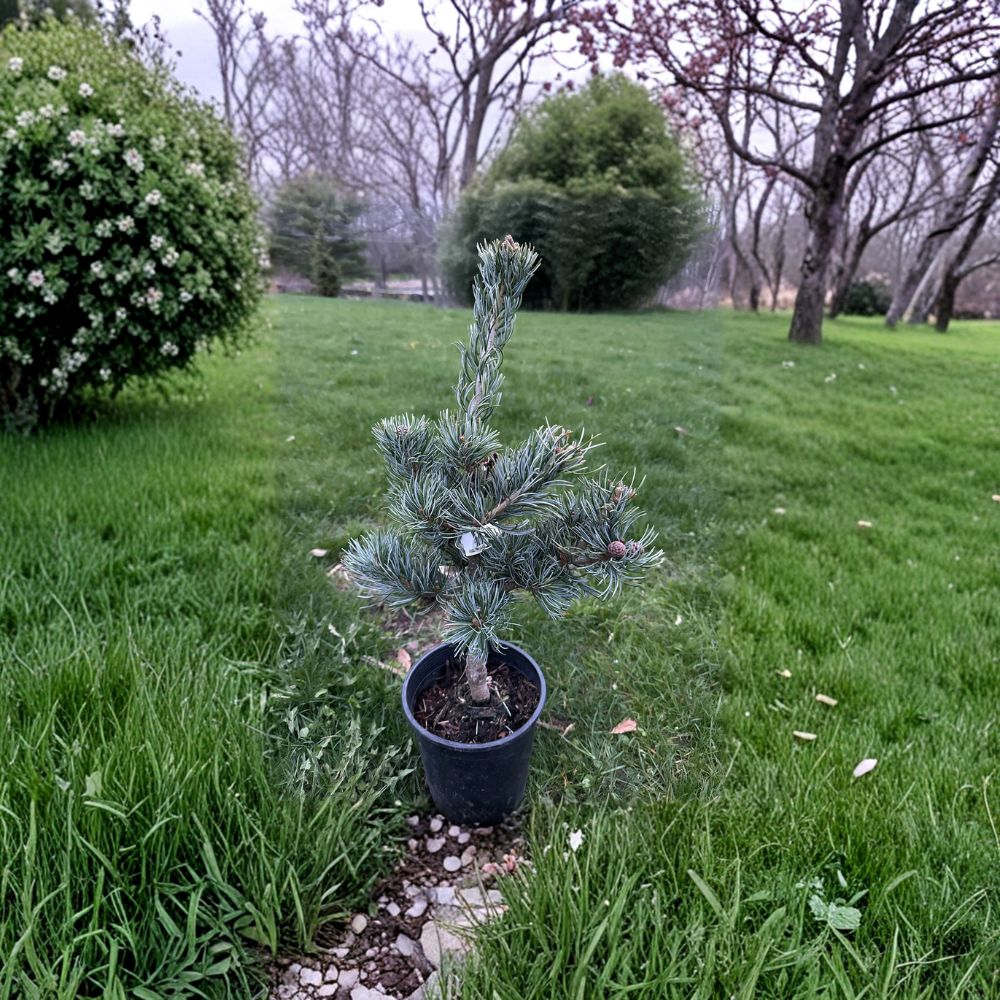Koru Japanese White Pine – Live Evergreen Conifer | 12 Inch Tall Plant | 1 Gallon Pot | Pinus parviflora Compact Landscape Pine