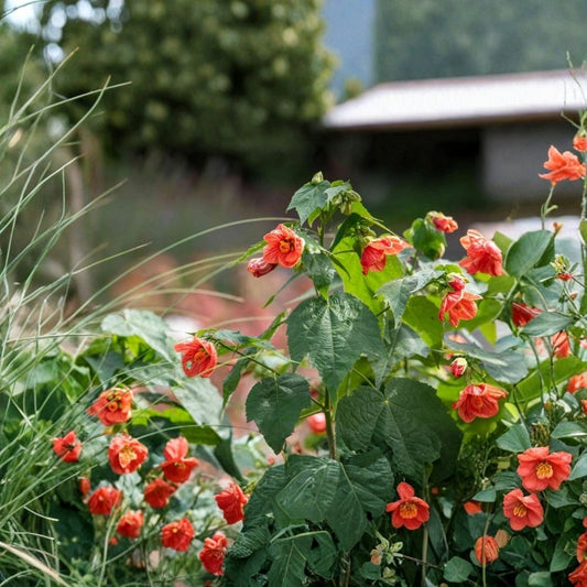 Abutilon Orange Tiger Live Plant | 4–6 Inch Tall | Ships Without Pot | Bell Hibiscus Flowering Plant | Hummingbird & Butterfly Plant
