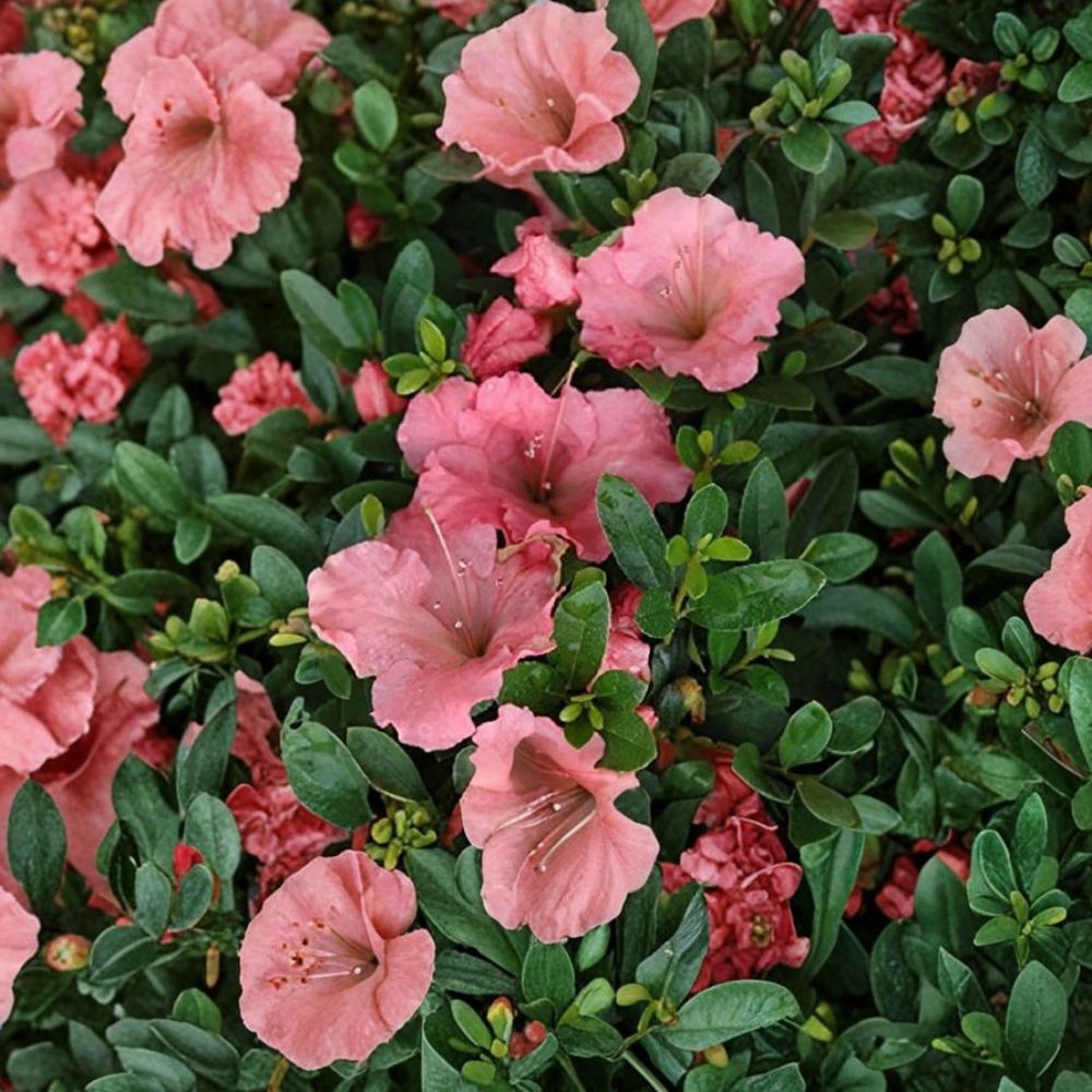 Pink Gumpo Dwarf Azalea (Satsuki Hybrid) – Live Starter Plant | Approx. 4 Inches Tall | Bare Root Starter | Compact Evergreen Flowering Shrub | Great for Borders, Rock Gardens & Containers
