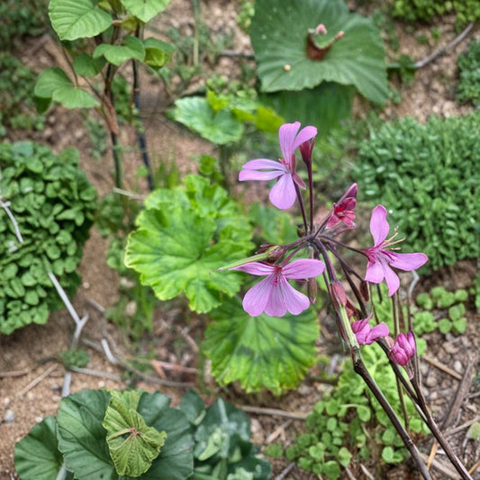 Pelargonium radens Seeds – Trailing Scented Geranium | 5 Seeds Included | Fragrant Ground Cover Plant | Hanging Basket & Container Friendly | Easy to Grow