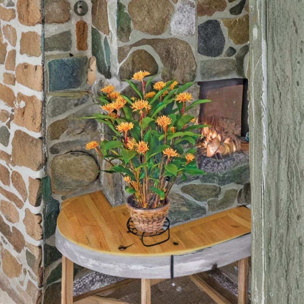 Golden Brush Dwarf Ginger – Burbidgea schizocheila Live Starter Plant | 4–8 Inch Rooted Plant | Ships in Pot | Rare Tropical Flowering Ginger