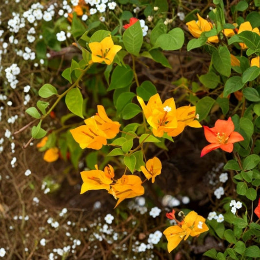 Gold Bougainvillea Live Plants – Set of 3 | 4–6 Inch Starter Plants | Golden Yellow Flowering Vine | Tropical Ornamental Plant | No Pot