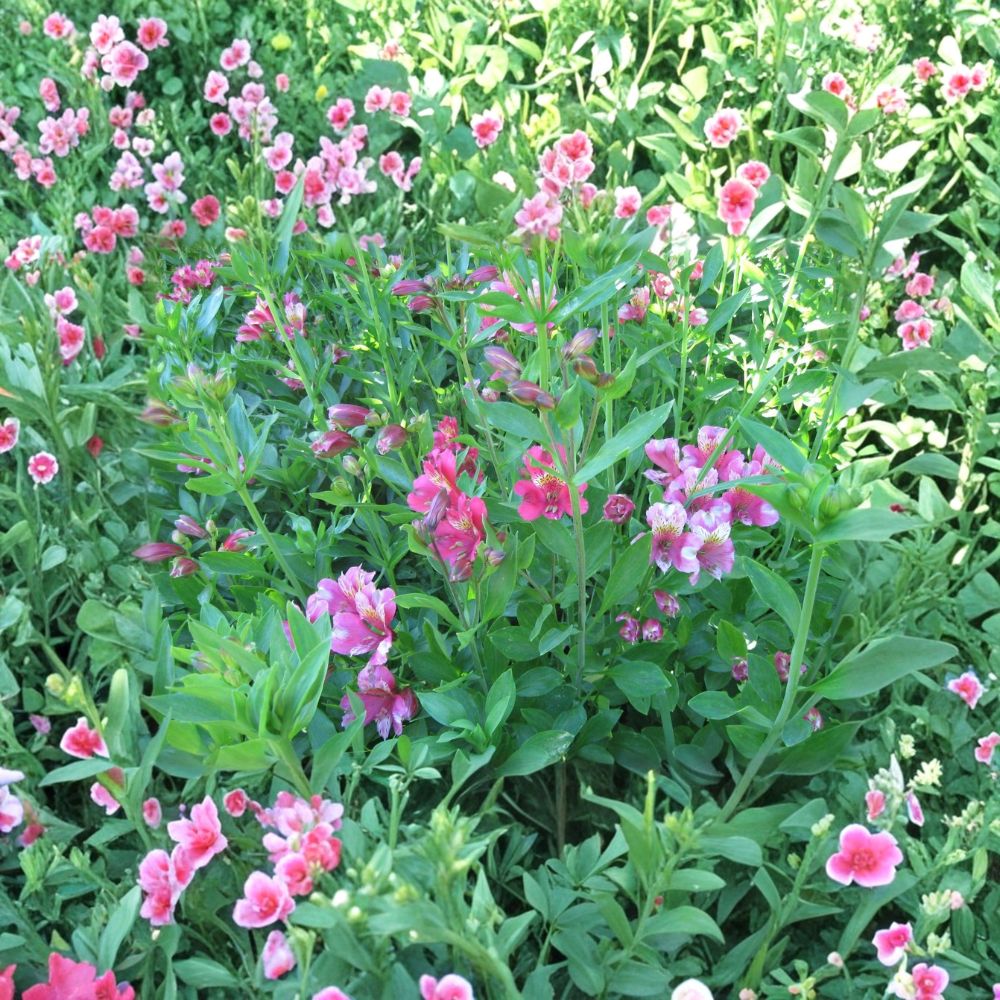 6 Alstroemeria Live Plants | Bare Root Peruvian Lily | 2-Year-Old Stock | Pacific Sunset Hybrid | Colorful Perennial Flowers