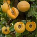 Brittany Gold Apricot Tree – Prunus armeniaca Live Bare Root Tree | 3 Feet Tall | Sweet Long-Season Apricot | Self-Fruitful Fruit Tree
