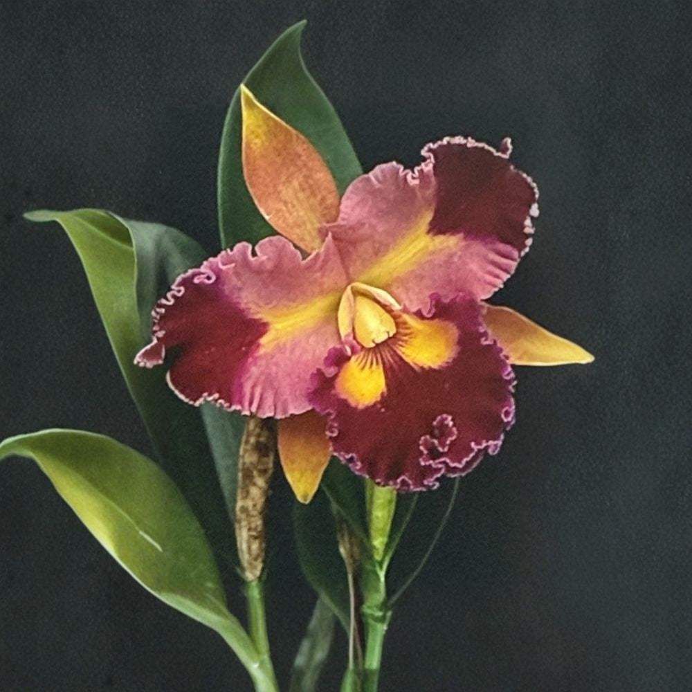 Cattleya Orchid 'Rlc. Chief Queen Lighting' – Live Bare Root Orchid | 5-Stem Mature Plant | Fragrant Tropical Orchid | Collector's Plant