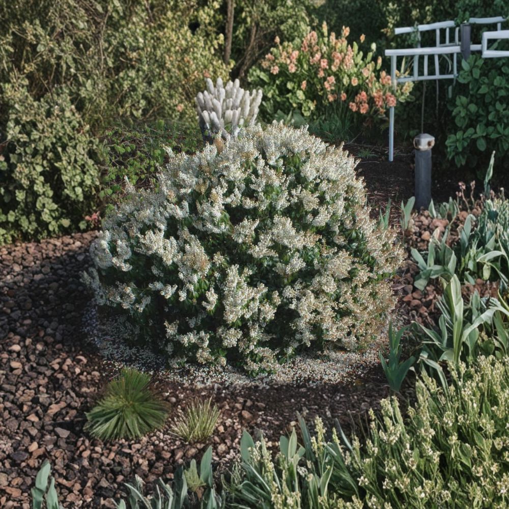 Pieris japonica ‘Spring Snow’ Live Evergreen Shrub | White Spring Blooms | Deer Resistant Shade Plant | Grown in #1 Container
