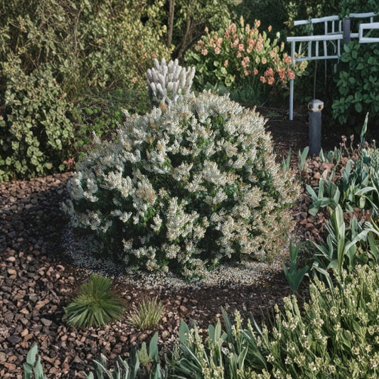 Pieris japonica ‘Spring Snow’ Live Evergreen Shrub | White Spring Blooms | Deer Resistant Shade Plant | Grown in #1 Container