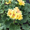 Yellow Geranium Seeds – 10 Pelargonium Zonale Flower Seeds | Pollinator Friendly Patio Flowers | Heat Tolerant Garden Plant | Easy to Grow