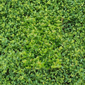 Asiatic Jasmine Plants – 45 Live Trachelospermum asiaticum | Evergreen Ground Cover | 3.25" Pots | Drought Tolerant