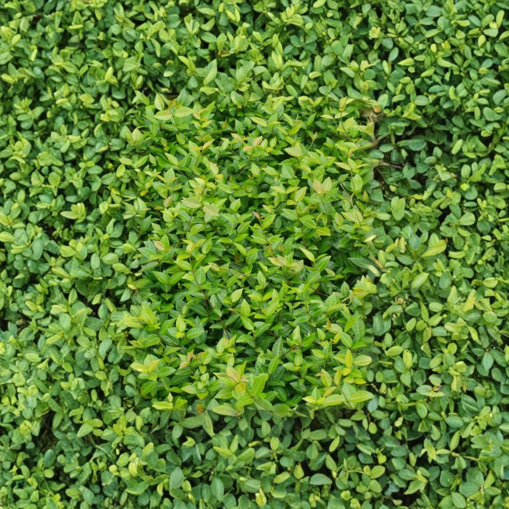 Asiatic Jasmine Plants – 45 Live Trachelospermum asiaticum | Evergreen Ground Cover | 3.25" Pots | Drought Tolerant