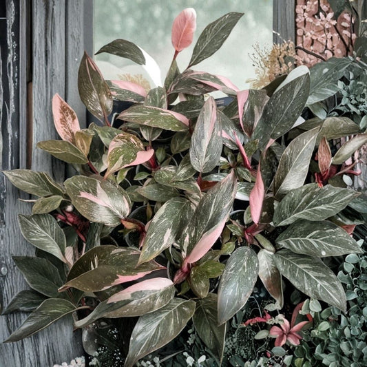 Pink Marble Philodendron Live Plant – 4–6 Inch Starter | Variegated Tropical Foliage | Grown in 4" Pot | Ships Without Pot | Houseplant Collector Plant