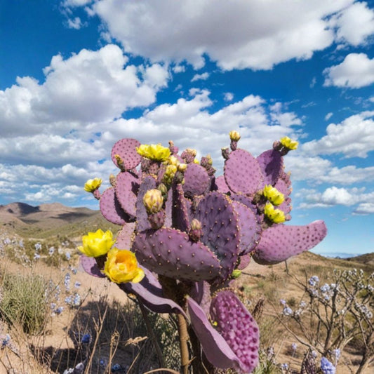 Purple Prickly Pear Cactus – Opuntia Live Plant | 5–8 Inches Tall | Includes Nursery Pot | Hardy Ornamental & Edible | Easy to Grow