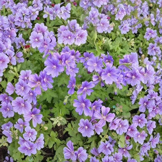 Purple Cranesbill Geranium Seeds – Geranium x magnificum | 25+ Seeds Included | Hardy Perennial Flower | Vibrant Purple Blooms | Easy to Grow