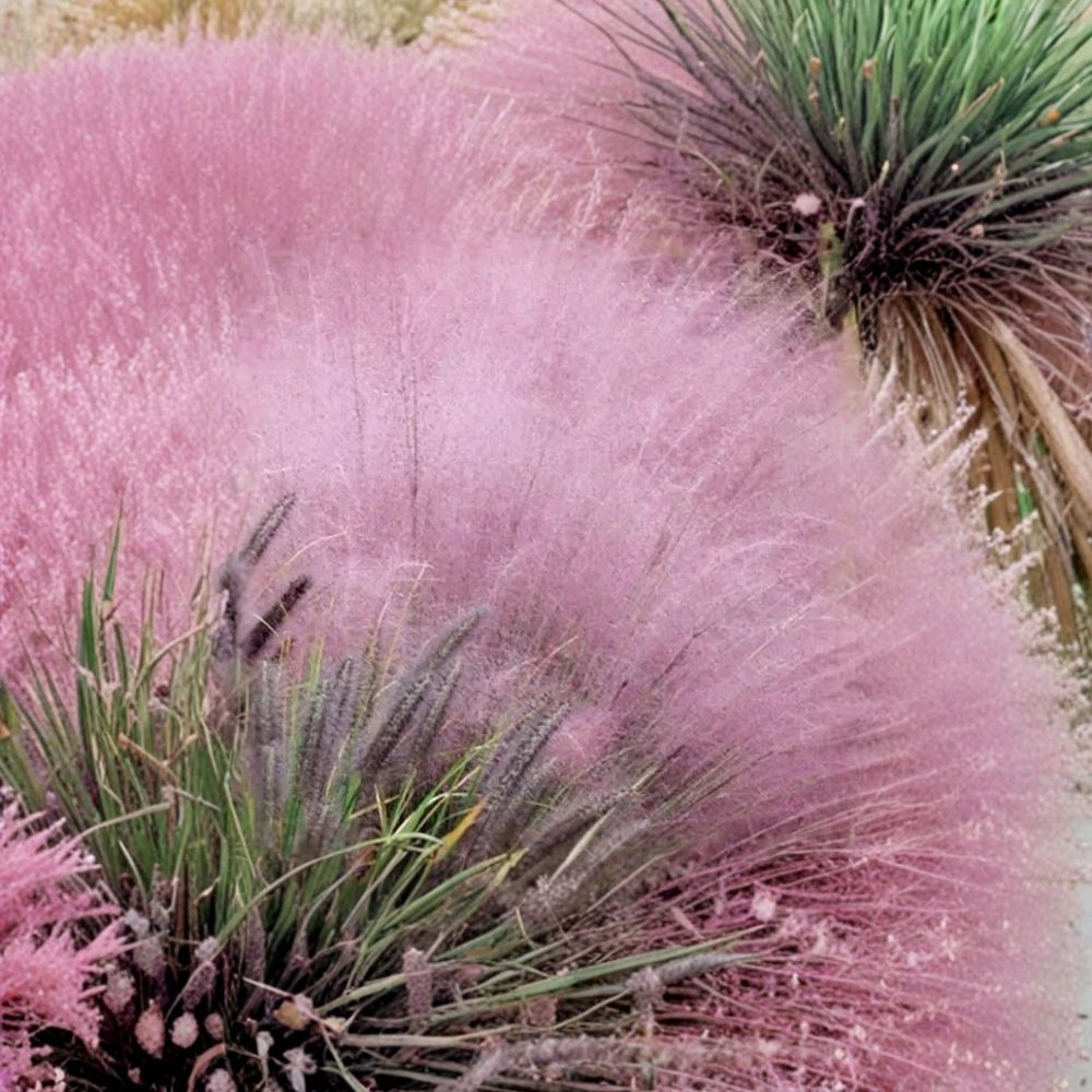 Pink Gulf Muhly Grass – Muhlenbergia capillaris Live Plant | Fully Rooted in 1 Gallon Nursery Pot | Ornamental Pink Grass | Drought Tolerant