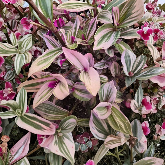 Pink Wandering Jew Nanouk – Tradescantia albiflora 'Nanouk' | 5 Live Cuttings | 3–5 Inches Long | Rare Pink Houseplant | Easy to Propagate