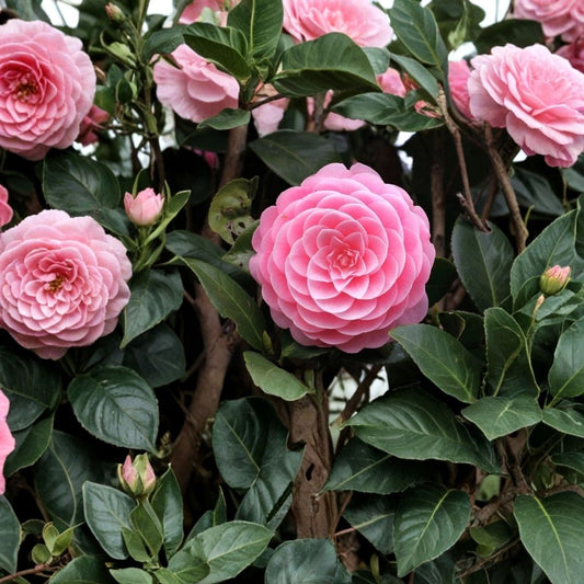 Otome Camellia Japonica Live Starter Plant | Well Rooted Camellia | Pink Rose Blooms | Ships in Pot | Evergreen Flowering Shrub | USDA Zones 7–10