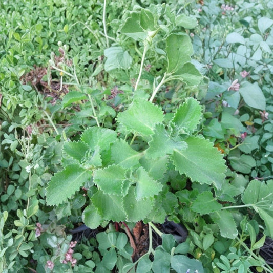 Cuban Oregano – 6 Live Cuttings | Edible Herb Plant | 4+ Inch Unrooted Cuttings | Fresh Starter Cuttings | Tropical Herb | Ships Without Pot