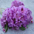 Rhododendron ‘Tapestry’ Live Shrub | Purple Blooming Evergreen Plant | Extremely Cold Hardy | Grown in #1 Container
