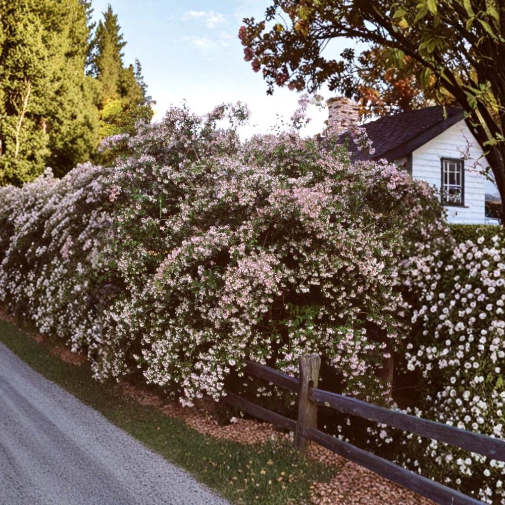 Beautybush – Live Flowering Shrub | 2 Gallon Pot Plant | Kolkwitzia amabilis | Pink Spring Bloom Landscape Shrub