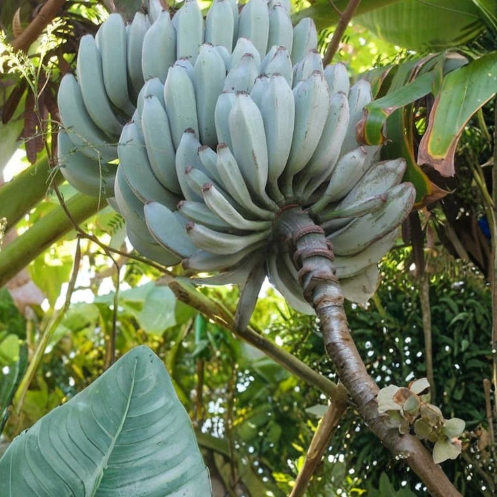 Ice Cream Banana – Musa 'Ice Cream' Live Rooted Plant | 3-Inch Nursery Pot | Cold Hardy Banana | Tropical Fruit Plant | Easy to Grow
