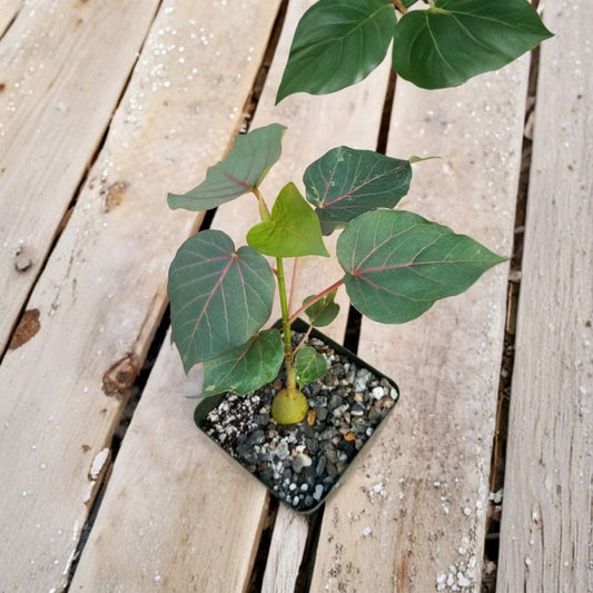Rock Fig Ficus Petiolaris Live Plant – 4 Inch Pot | Rare Petiolate Fig | Sculptural Caudex Plant | Bonsai & Rare Plant Collector