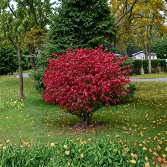 Dwarf Burning Bush – Euonymus alatus Live Bare Root Plants | 6–12 Inches Tall | Set of 5 Hardy Shrubs | Brilliant Red Fall Color