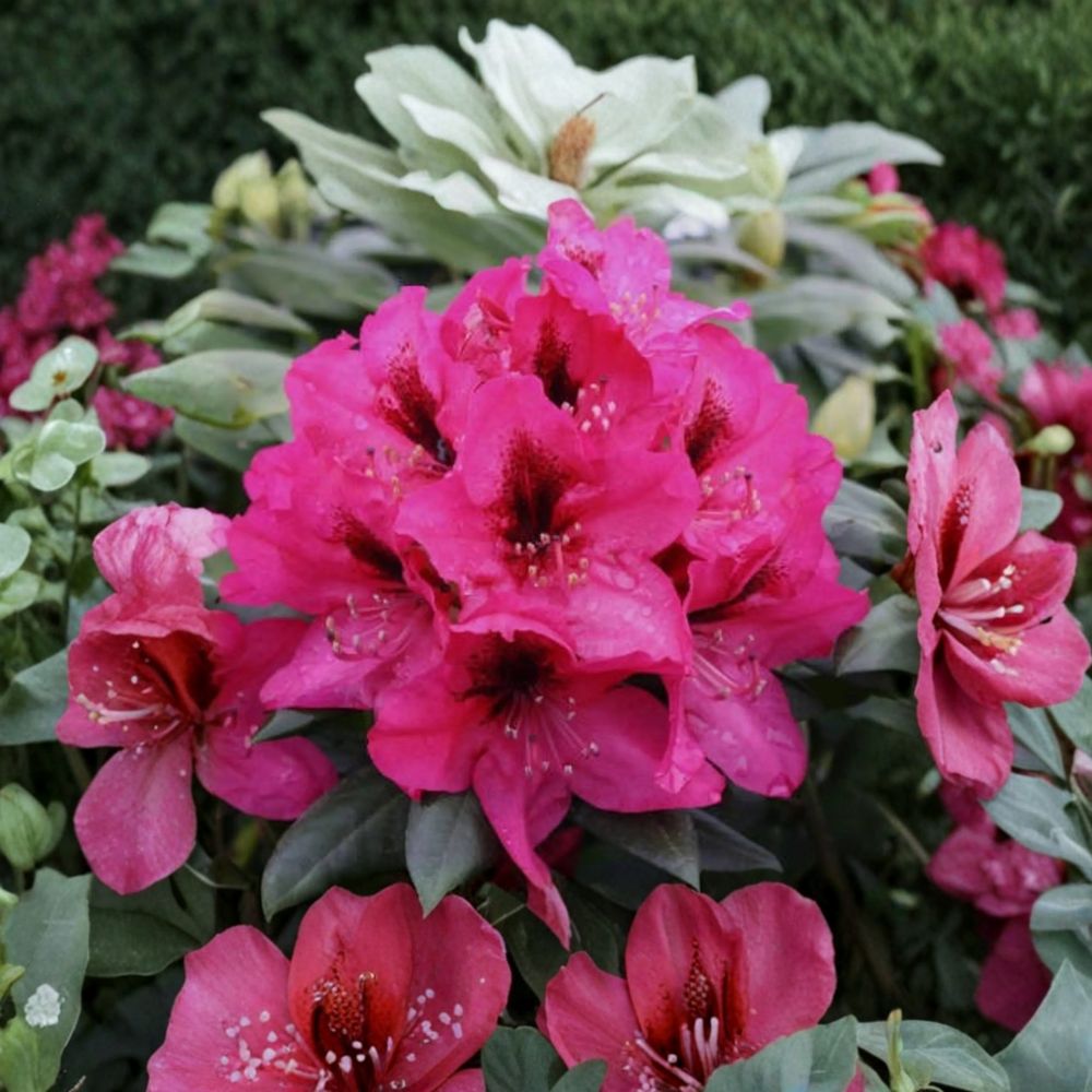 Rhododendron ‘Mendosina’ Live Evergreen Shrub | Purple Blooms with Dark Purple Blotch | Hardy Landscape Rhododendron | 3 Gallon Container