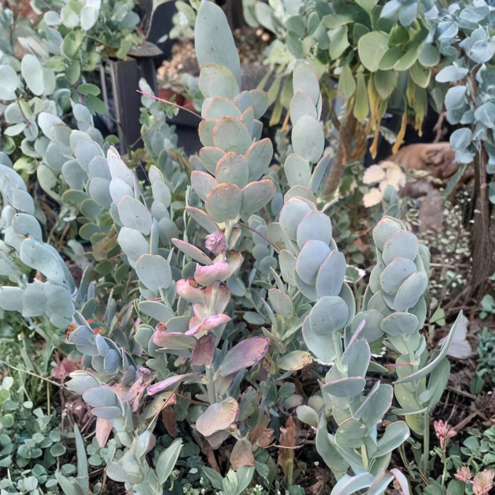 Kalanchoe Marnieriana – Live Succulent Plant | 3 Fresh 5-Inch Cuttings | Ready to Plant | Easy Care Succulent