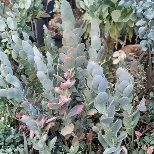 Kalanchoe Marnieriana – Live Succulent Plant | 3 Fresh 5-Inch Cuttings | Ready to Plant | Easy Care Succulent