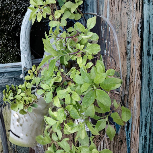 Longevity Spinach – Gynura procumbens Live Rooted Cuttings | Set of 3 | Water-Rooted Edible Herb | Fast-Growing Greens