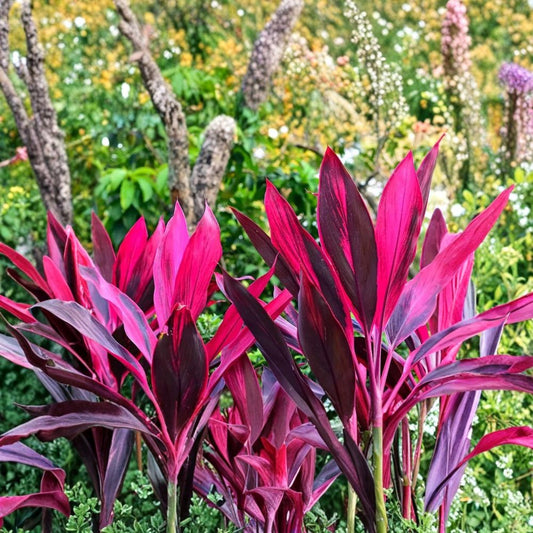 Deep Pink & Black Hawaiian Ti Plant – Cordyline fruticosa Live Cuttings | 2 Unrooted Cuttings 4–6 Inches | Rooting Hormone Treated | Tropical Ornamental Plant | Easy to Propagate