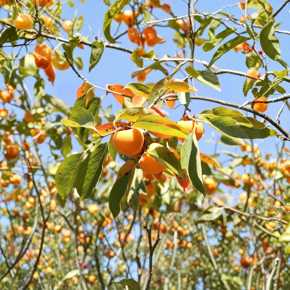American Persimmon Tree – Diospyros virginiana Live Seedling | 3 Feet Tall | Includes 1 Gallon Nursery Pot Native Fruit Tree | Hardy Edible Persimmon