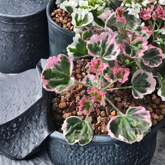 Ice Queen Geranium Seeds – Pelargonium Zonal | 25+ Seeds Included | White & Blush Pink Blooms | Patio & Container Flowers | Easy to Grow