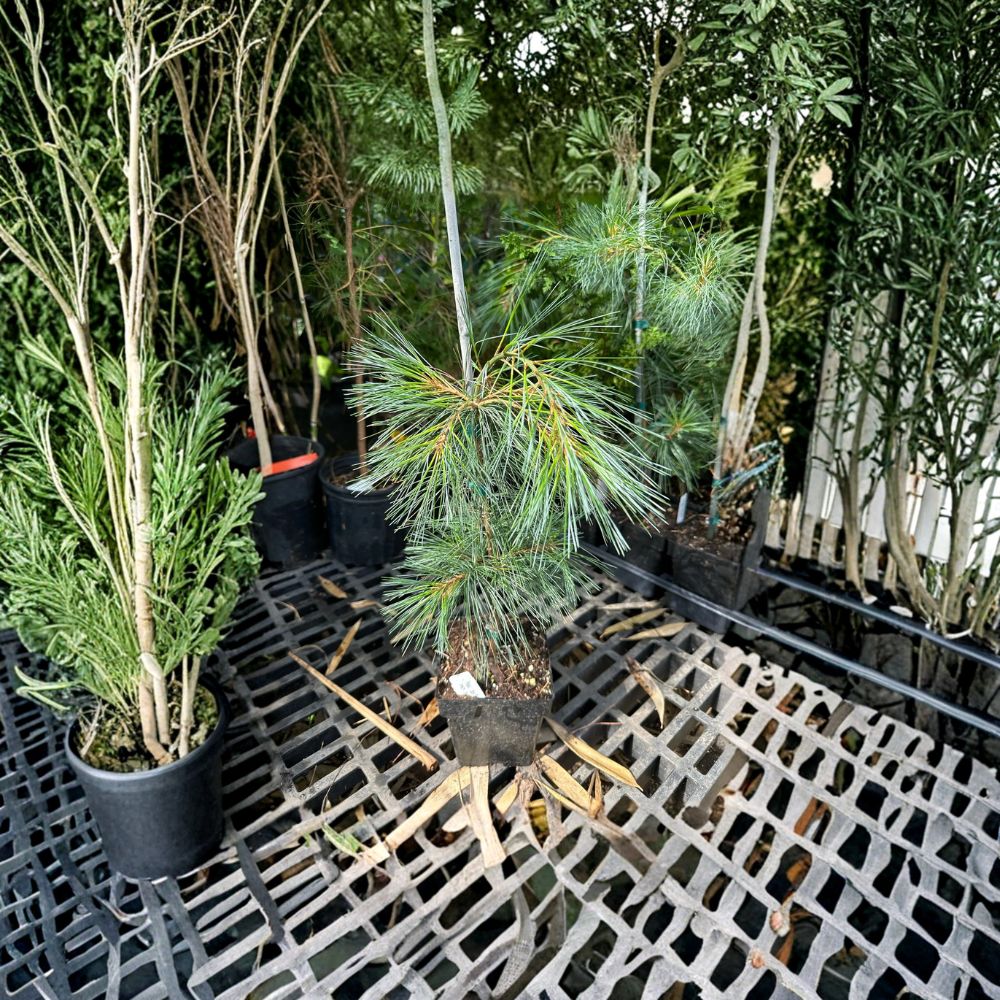 Pendula Weeping White Pine – Live Evergreen Conifer | 18 Inch Tall Plant | 1 Gallon Pot | Pinus strobus Cascading Pine Tree