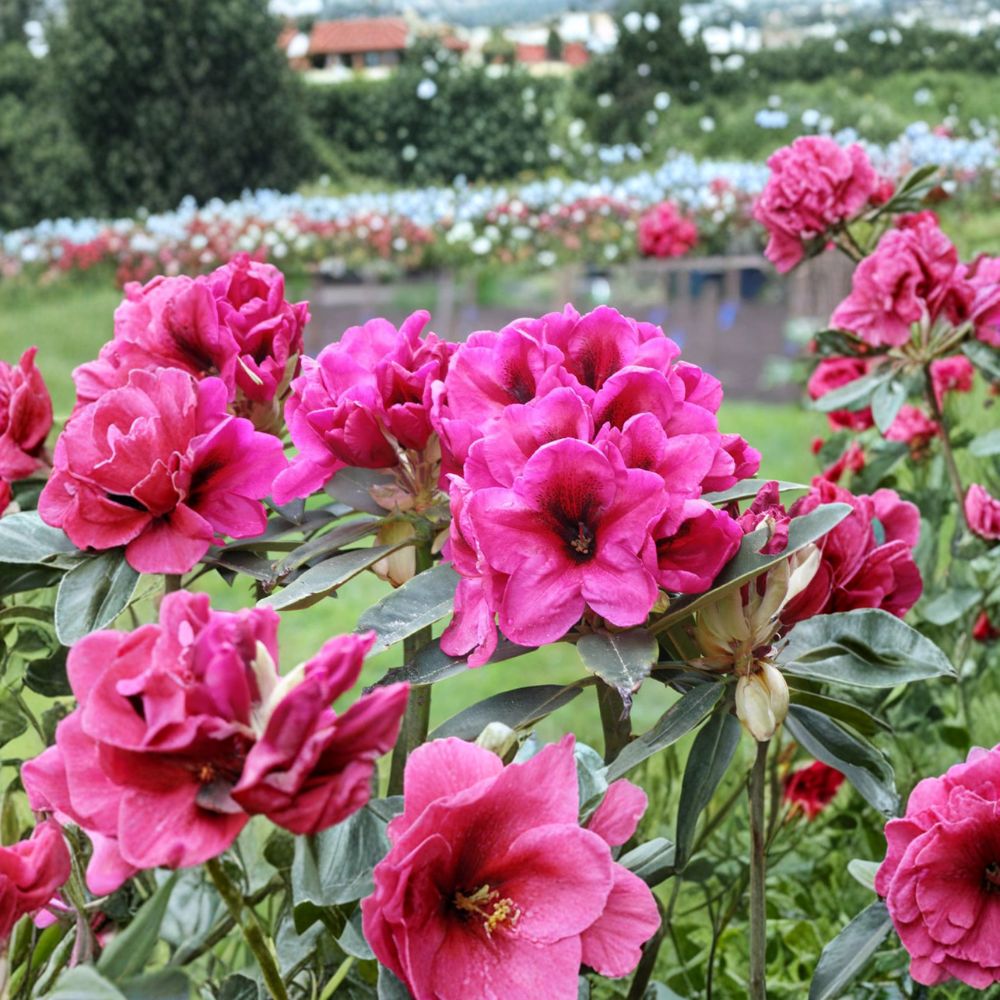Rhododendron ‘Midnight’ Live Evergreen Shrub | Deep Pink Blooms with Dark Center | Hardy Landscape Rhododendron | #1 Container Grown