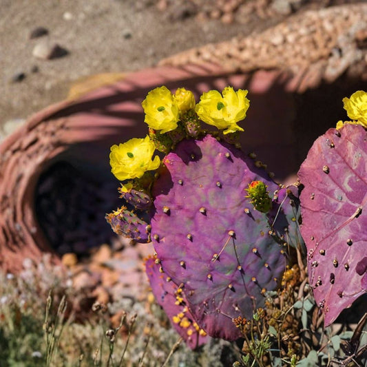 Purple Prickly Pear Cactus – Live Plant | 5–8 Inches Tall | Rooted Opuntia | Hardy Ornamental & Edible Succulent