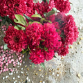 Rhododendron ‘Vivacious’ – Dwarf Evergreen Rhododendron | Bright Red Blooms | 12–15 Inch Wide Field Grown Plant