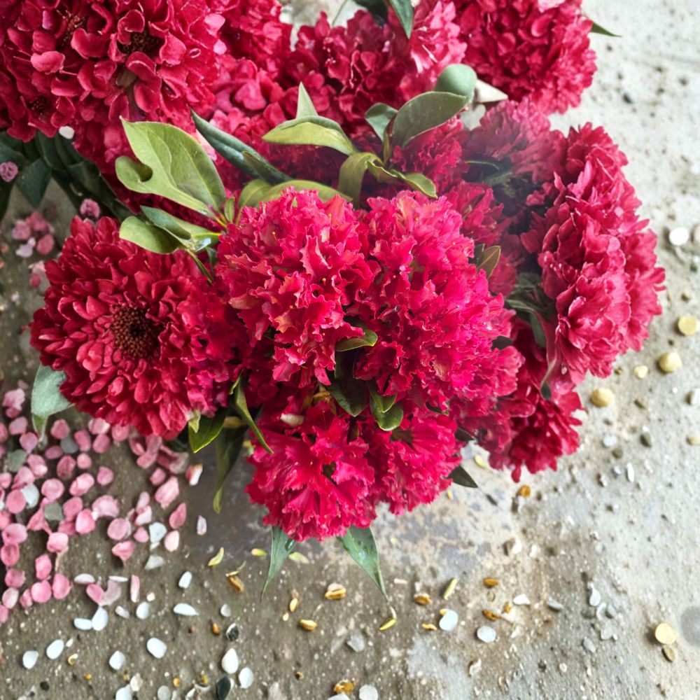 Rhododendron ‘Vivacious’ – Dwarf Evergreen Rhododendron | Bright Red Blooms | 12–15 Inch Wide Field Grown Plant