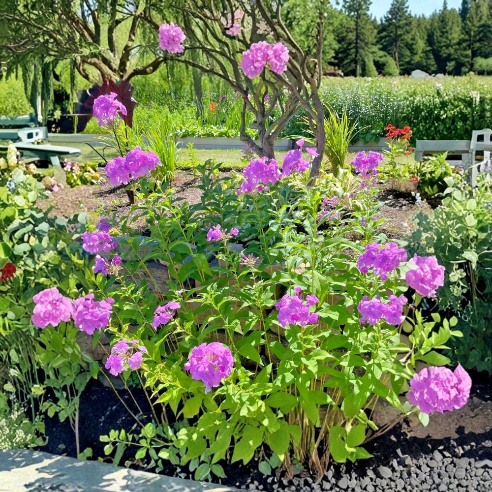 Pink Tall Garden Phlox – Phlox paniculata Live Bare Root Plants | Set of 3 | Fragrant Perennial Flowers | Hardy Cottage Garden Favorite