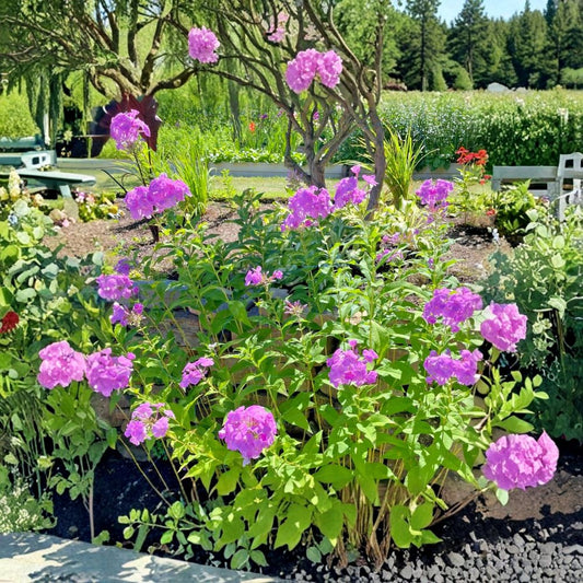 Pink Tall Garden Phlox – Phlox paniculata Live Bare Root Plants | Set of 3 | Fragrant Perennial Flowers | Hardy Cottage Garden Favorite