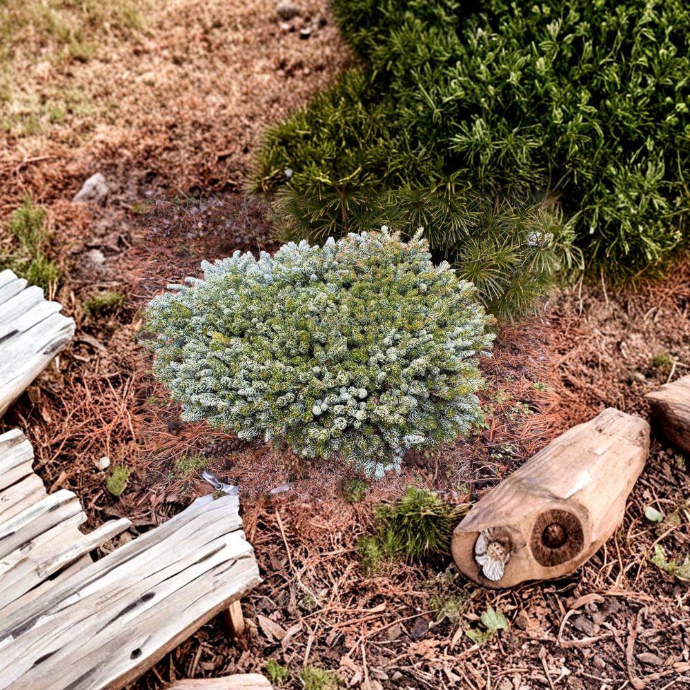 Kohout’s Ice Breaker Korean Fir – Live Dwarf Evergreen Conifer | 8 Inch Tall Plant | 1 Gallon Pot | Abies koreana Compact Fir