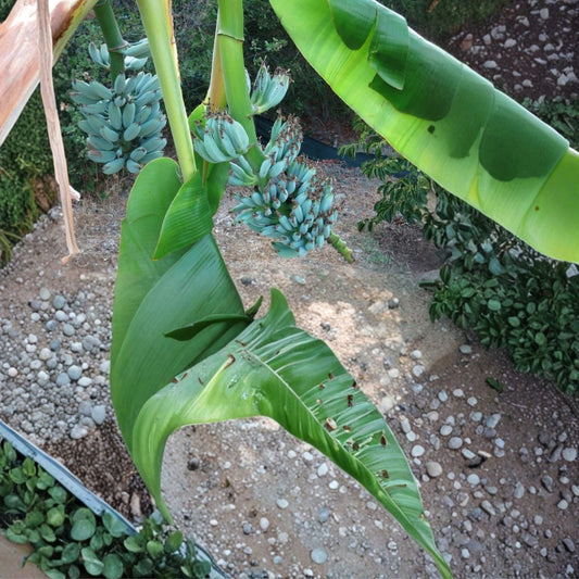 Blue Java Ice Cream Banana Tree – Musa Live Starter Plant | Well-Rooted | Ships in Nursery Pot | Tropical Fruit Plant | Easy to Grow
